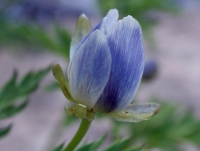 Adonis brevistyla